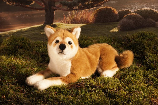 Kösener Shiba Inu Hachiko liegend