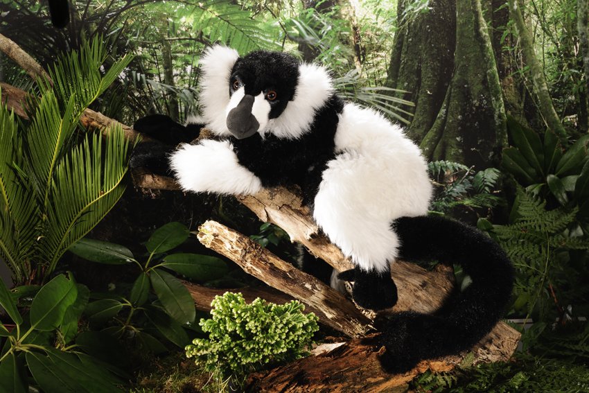 Kösener-Lemur schwarz-weiß
