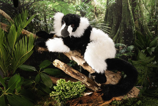 Kösener-Lemur schwarz-weiß